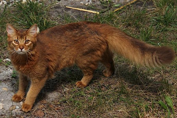 RÃ©sultat de recherche d'images pour "chat marron roux aux poils longs"